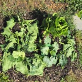 Beet2Gemulcht 2026-06-30 10.22.